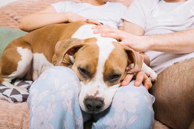 Benefits of clomipramine in dog treatment